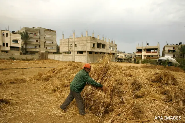 Palestinian man harvests a wheat crop at a farm in Rafah in the southern Gaza Strip on April 29, 2012. Photo by Eyad Al Baba