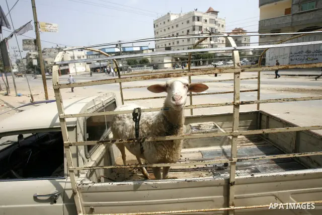 A sheep is seen at a livestock farm in Rafah, southern Gaza Strip, on May 03, 2012. A U.N. agency said Wednesday May 2, 2012 that Egypt's outbreak of foot-and-mouth disease has reached neighboring Gaza Strip and could so...