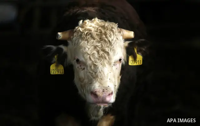 A cow is seen at a livestock farm in Rafah, southern Gaza Strip, Wednesday, May 2, 2012. A U.N. agency said Wednesday May 2, 2012 that Egypt's outbreak of foot-and-mouth disease has reached neighboring Gaza Strip and cou...