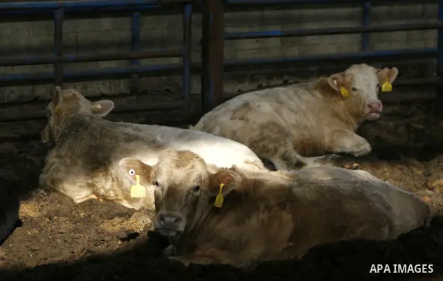 cows are seen at a livestock farm in Rafah, southern Gaza Strip, Wednesday, May 2, 2012. A U.N. agency said Wednesday May 2, 2012 that Egypt's outbreak of foot-and-mouth disease has reached neighboring Gaza Strip and cou...