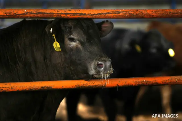 cows are seen at a livestock farm in Rafah, southern Gaza Strip, Wednesday, May 2, 2012. A U.N. agency said Wednesday May 2, 2012 that Egypt's outbreak of foot-and-mouth disease has reached neighboring Gaza Strip and cou...