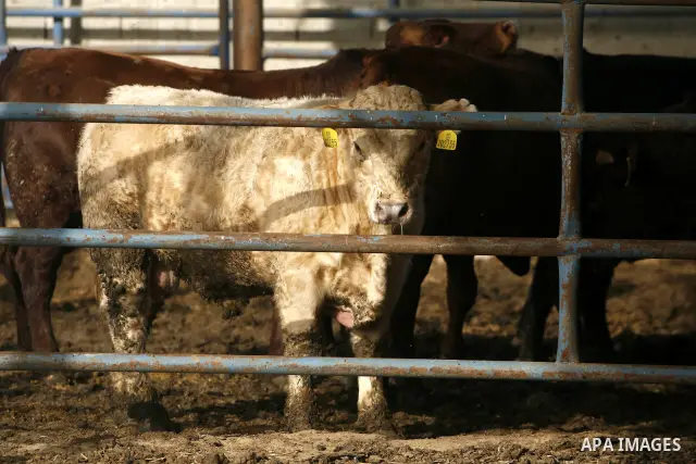 A sheep is seen at a livestock farm in Rafah, southern Gaza Strip, on May 03, 2012. A U.N. agency said Wednesday May 2, 2012 that Egypt's outbreak of foot-and-mouth disease has reached neighboring Gaza Strip and could so...