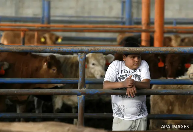 Palestinian boy stands at livestock in his shop in Rafah, southern Gaza Strip, May 03, 2012. A U.N. agency said Wednesday May 2, 2012 that Egypt's outbreak of foot-and-mouth disease has reached neighboring Gaza Strip and...