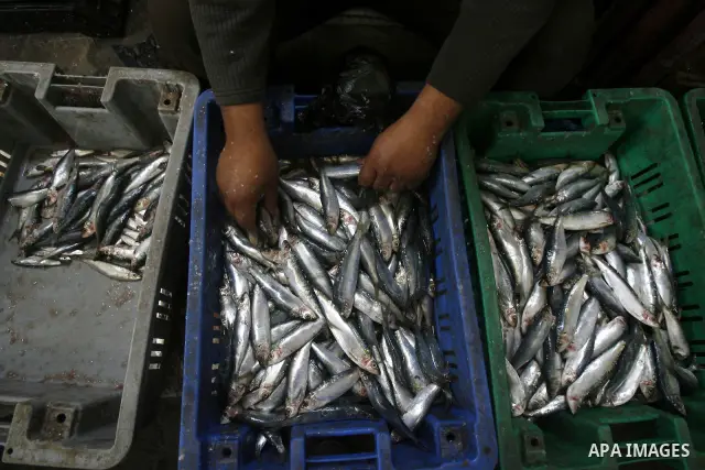 A Palestinian man sells the fish on the market in Rafah refugee camp in the southern Gaza Strip on May 03, 2011. Photo by Eyad Al Baba