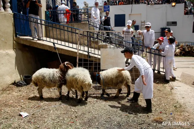 Members of the ancient Samaritan community carry a sheep to the slaughter during the traditional Passover sacrifice in Mount Gerizim, in the northern West Bank city of Nablus, 04 May 2012. According to tradition, the Sam...