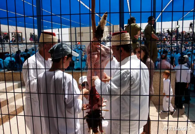 Members of the ancient Samaritan community carry a sheep to the slaughter during the traditional Passover sacrifice in Mount Gerizim, in the northern West Bank city of Nablus, 04 May 2012. According to tradition, the Sam...