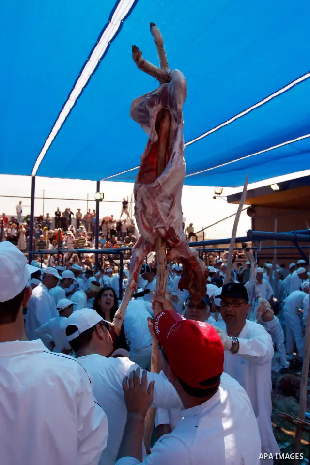 Members of the ancient Samaritan community carry a sheep to the slaughter during the traditional Passover sacrifice in Mount Gerizim, in the northern West Bank city of Nablus, 04 May 2012. According to tradition, the Sam...