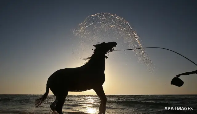 A Palestinian man wash his horse in the sea in the west of Gaza City, Gaza Strip on 06 May 2012. Photo by Ali Jadallah