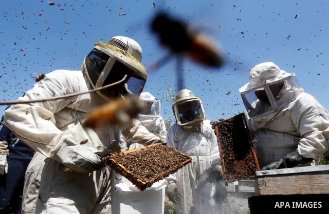 palestinian beekeepers inspect hives at an apiary near the central Gaza Strip refugee camp of Bureij on May 08, 2012. Husam El-Ashqar, the Gaza farmer who owns the apiary says his 35 hives produce some 350 kilos of honey...