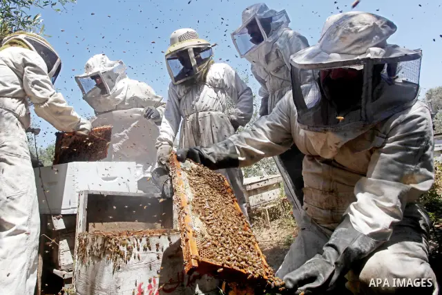palestinian beekeepers inspect hives at an apiary near the central Gaza Strip refugee camp of Bureij on May 08, 2012. Husam El-Ashqar, the Gaza farmer who owns the apiary says his 35 hives produce some 350 kilos of honey...