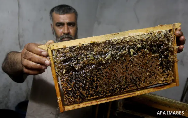palestinian beekeepers inspect hives at an apiary near the central Gaza Strip refugee camp of Bureij on May 08, 2012. Husam El-Ashqar, the Gaza farmer who owns the apiary says his 35 hives produce some 350 kilos of honey...
