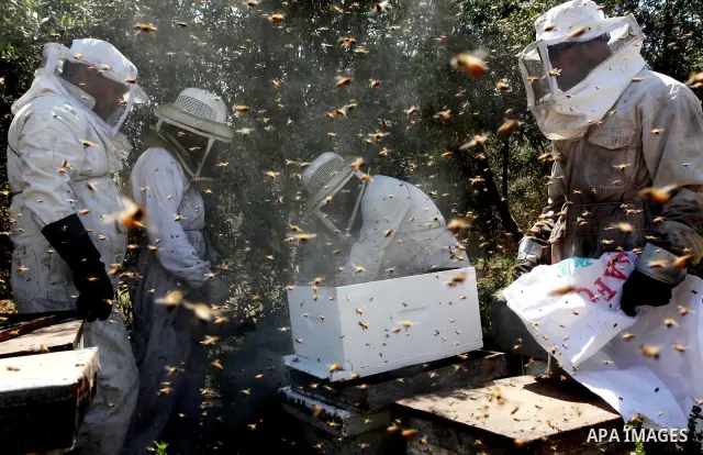 palestinian beekeepers inspect hives at an apiary near the central Gaza Strip refugee camp of Bureij on May 08, 2012. Husam El-Ashqar, the Gaza farmer who owns the apiary says his 35 hives produce some 350 kilos of honey...