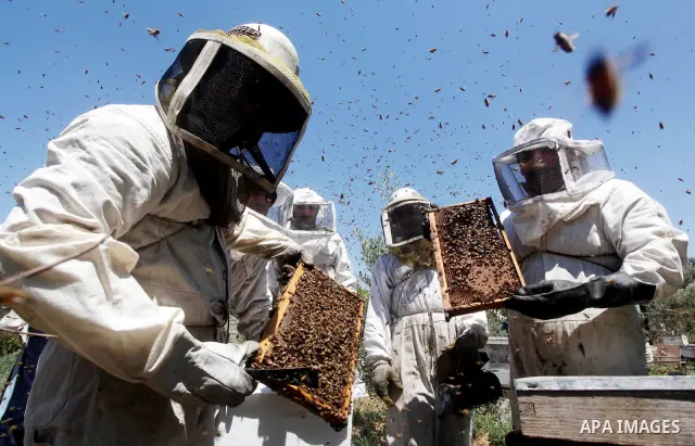 palestinian beekeepers inspect hives at an apiary near the central Gaza Strip refugee camp of Bureij on May 08, 2012. Husam El-Ashqar, the Gaza farmer who owns the apiary says his 35 hives produce some 350 kilos of honey...