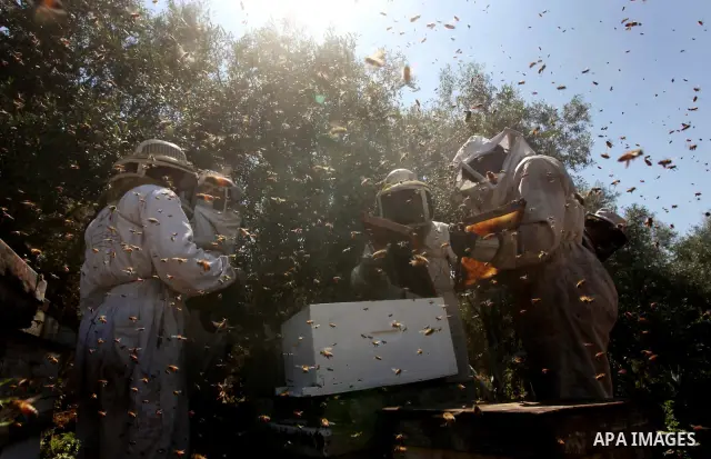 palestinian beekeepers inspect hives at an apiary near the central Gaza Strip refugee camp of Bureij on May 08, 2012. Husam El-Ashqar, the Gaza farmer who owns the apiary says his 35 hives produce some 350 kilos of honey...