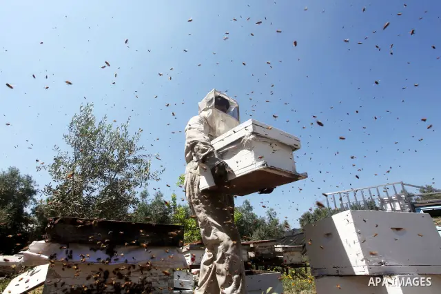 palestinian beekeepers inspect hives at an apiary near the central Gaza Strip refugee camp of Bureij on May 08, 2012. Husam El-Ashqar, the Gaza farmer who owns the apiary says his 35 hives produce some 350 kilos of honey...
