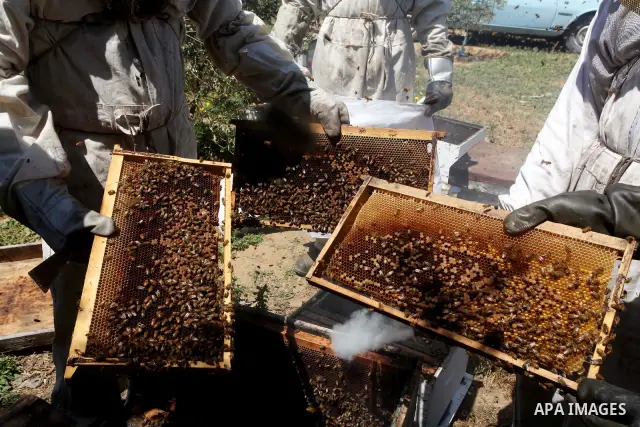 palestinian beekeepers inspect hives at an apiary near the central Gaza Strip refugee camp of Bureij on May 08, 2012. Husam El-Ashqar, the Gaza farmer who owns the apiary says his 35 hives produce some 350 kilos of honey...