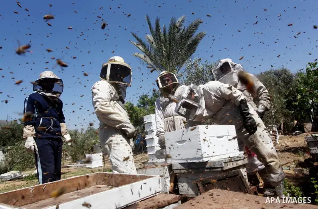 palestinian beekeepers inspect hives at an apiary near the central Gaza Strip refugee camp of Bureij on May 08, 2012. Husam El-Ashqar, the Gaza farmer who owns the apiary says his 35 hives produce some 350 kilos of honey...