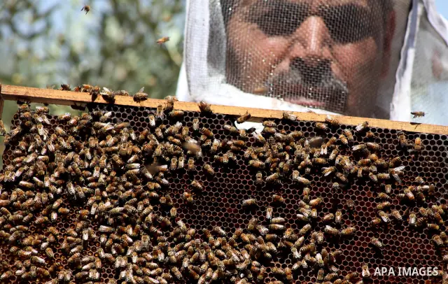 palestinian beekeepers inspect hives at an apiary near the central Gaza Strip refugee camp of Bureij on May 08, 2012. Husam El-Ashqar, the Gaza farmer who owns the apiary says his 35 hives produce some 350 kilos of honey...