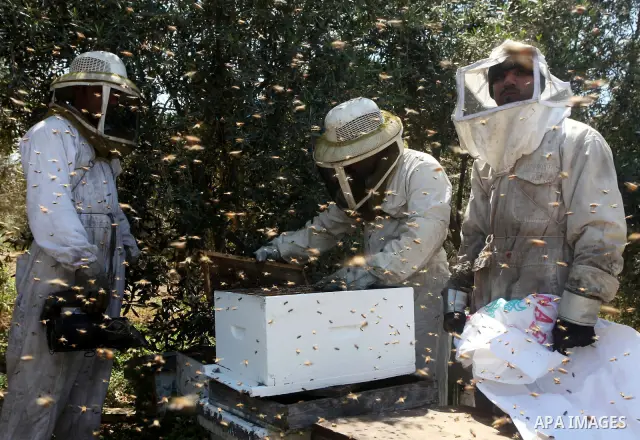 palestinian beekeepers inspect hives at an apiary near the central Gaza Strip refugee camp of Bureij on May 08, 2012. Husam El-Ashqar, the Gaza farmer who owns the apiary says his 35 hives produce some 350 kilos of honey...