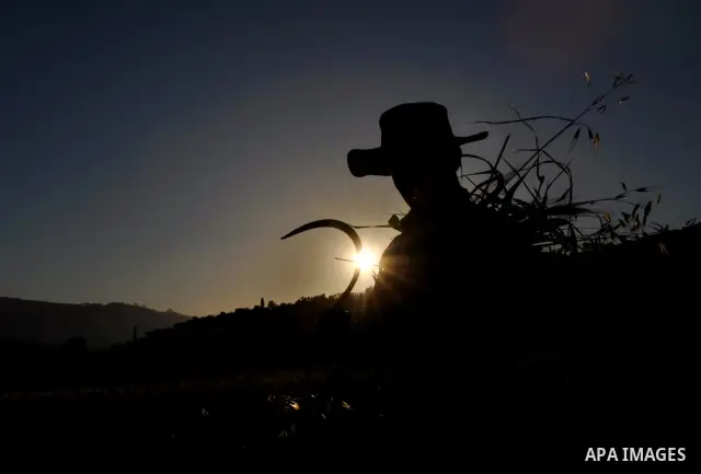 A Palestinian farmer harvests wheat during harvest season, on a farm near the West Bank town of Nablus, on May 9, 2012. Photo by Nedal Shtieh
