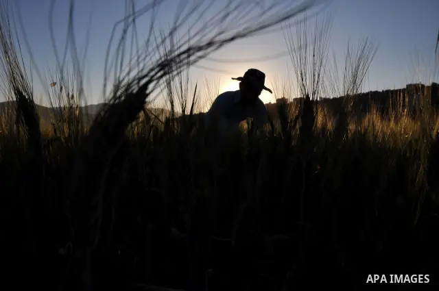 A Palestinian farmer harvests wheat during harvest season, on a farm near the West Bank town of Nablus, on May 9, 2012. Photo by Nedal Shtieh