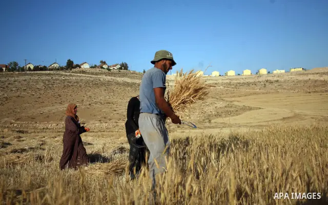 Palestinians harvest a wheat crop at a farm in the southern Hebron, Kherbet Om El Kheir near the jewish settlement of Karmel, in the West Bank, on May 20, 2012. Photo by Mamoun Wazwaz