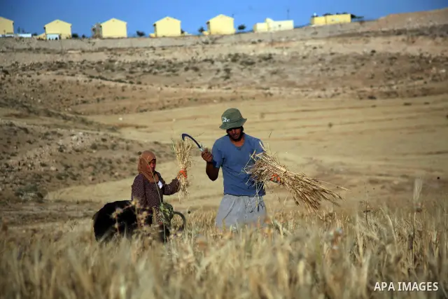 Palestinians harvest a wheat crop at a farm in the southern Hebron, Kherbet Om El Kheir near the jewish settlement of Karmel, in the West Bank, on May 20, 2012. Photo by Mamoun Wazwaz