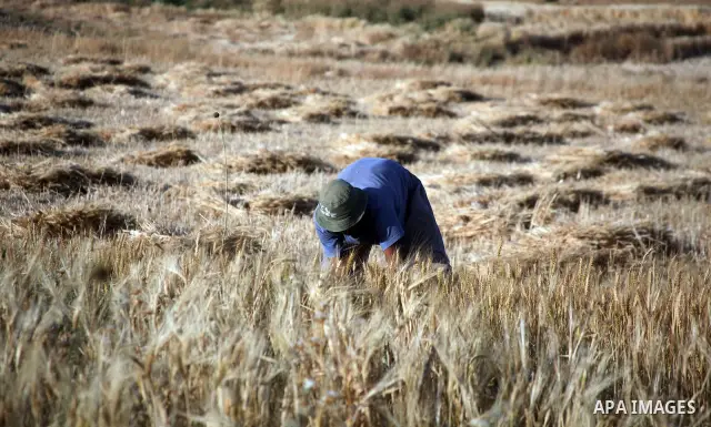 Palestinian man harvests a wheat crop at a farm in the southern Hebron, Kherbet Om Al Kheir near the jewish settlement of Karmel, in the West Bank, on May 20, 2012. Photo by Mamoun Wazwaz