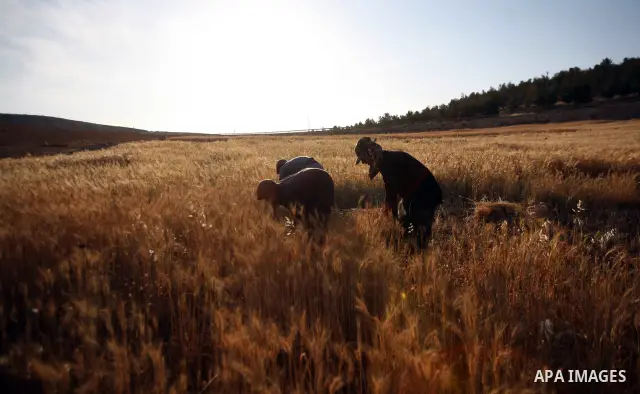 Palestinians harvest a wheat crop at a farm in the southern Hebron, Kherbet Om El Kheir near the jewish settlement of Karmel, in the West Bank, on May 20, 2012. Photo by Mamoun Wazwaz
