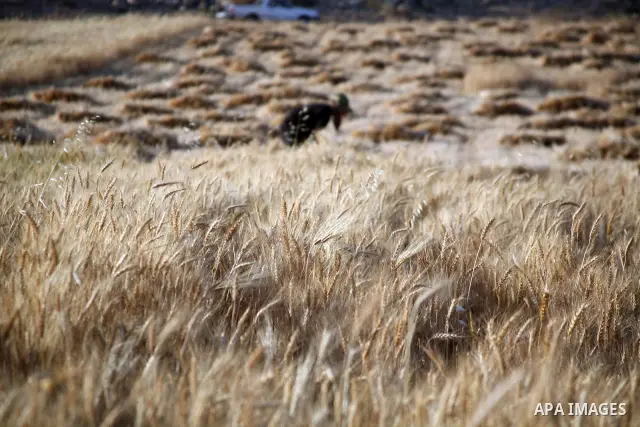 Palestinian man harvests a wheat crop at a farm in the southern Hebron, Kherbet Om Al Kheir near the jewish settlement of Karmel, in the West Bank, on May 20, 2012. Photo by Mamoun Wazwaz