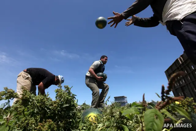 Palestinian farmers collect a watermelon crop from their fields in the city of Rafah, Southern Gaza Strip, 21 May 2012. Rafah, a city bordering Israel, is one of the largest agricultural areas in the Gaza Strip. Photo by...