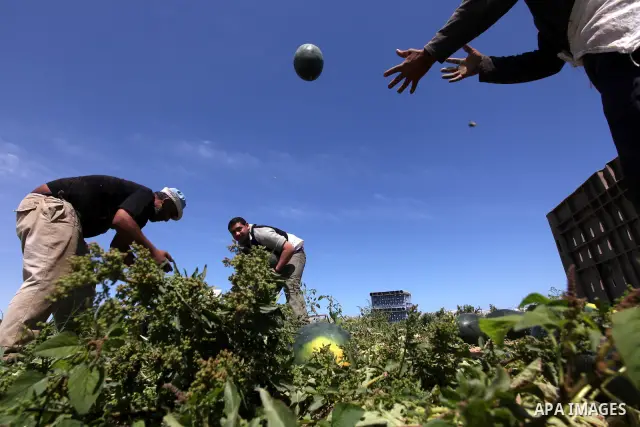 Palestinian farmers collect a watermelon crop from their fields in the city of Rafah, Southern Gaza Strip, 21 May 2012. Rafah, a city bordering Israel, is one of the largest agricultural areas in the Gaza Strip. Photo by...