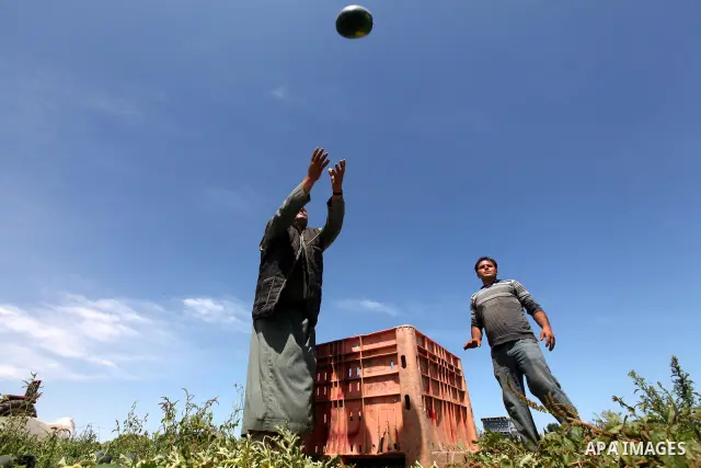 Palestinian farmers collect a watermelon crop from their fields in the city of Rafah, Southern Gaza Strip, 21 May 2012. Rafah, a city bordering Israel, is one of the largest agricultural areas in the Gaza Strip. Photo by...