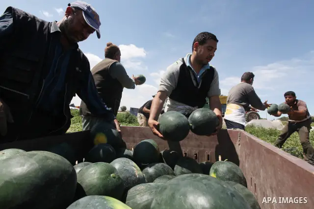 Palestinian farmers collect a watermelon crop from their fields in the city of Rafah, Southern Gaza Strip, 21 May 2012. Rafah, a city bordering Israel, is one of the largest agricultural areas in the Gaza Strip. Photo by...