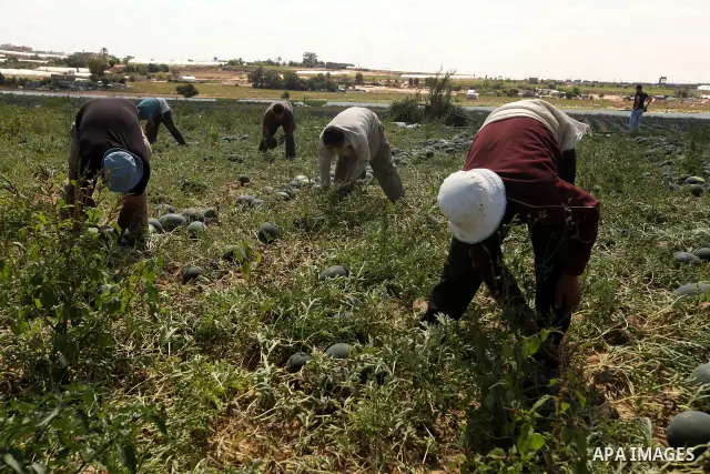 Palestinian farmers collect a watermelon crop from their fields in the city of Rafah, Southern Gaza Strip, 21 May 2012. Rafah, a city bordering Israel, is one of the largest agricultural areas in the Gaza Strip. Photo by...