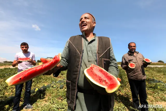 Palestinian farmers collect a watermelon crop from their fields in the city of Rafah, Southern Gaza Strip, 21 May 2012. Rafah, a city bordering Israel, is one of the largest agricultural areas in the Gaza Strip. Photo by...