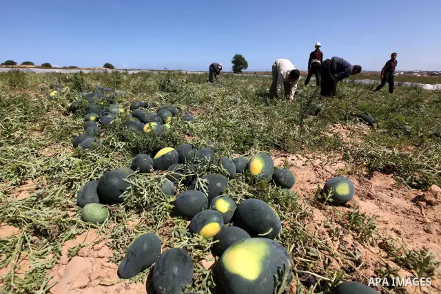 Palestinian farmers collect a watermelon crop from their fields in the city of Rafah, Southern Gaza Strip, 21 May 2012. Rafah, a city bordering Israel, is one of the largest agricultural areas in the Gaza Strip. Photo by...