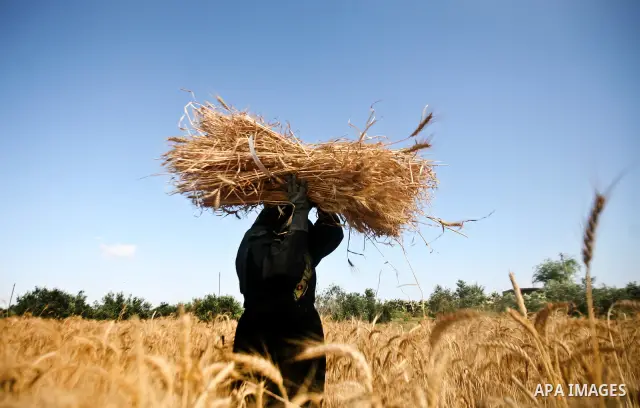 A Palestinian female farmer harvests wheat by means of a small sickle outside the city of Khan Younis, Southern Gaza Strip, 20 May 2012. Khan Younis, a city bordering Israel, is one of the largest agricultural areas in t...