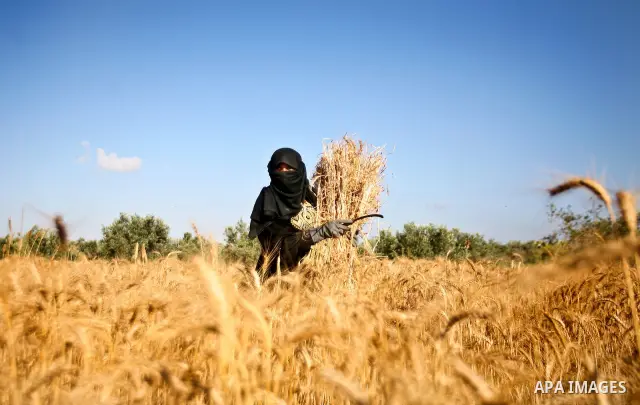 A Palestinian female farmer harvests wheat by means of a small sickle outside the city of Khan Younis, Southern Gaza Strip, 20 May 2012. Khan Younis, a city bordering Israel, is one of the largest agricultural areas in t...
