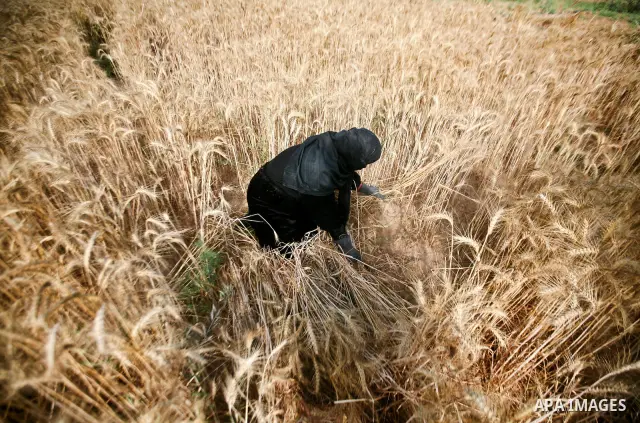 A Palestinian female farmer harvests wheat by means of a small sickle outside the city of Khan Younis, Southern Gaza Strip, 20 May 2012. Khan Younis, a city bordering Israel, is one of the largest agricultural areas in t...