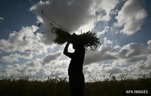 A Palestinian farmer harvests wheat by means of a small sickle outside the city of Khan Younis, Southern Gaza Strip, 21 May 2012. Khan Younis, a city bordering Israel, is one of the largest agricultural areas in the Gaza...