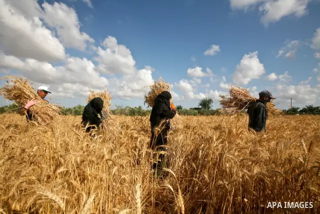 Palestinians farmer harvest wheat by means of a small sickle outside the city of Khan Younis, Southern Gaza Strip, 21 May 2012. Khan Younis, a city bordering Israel, is one of the largest agricultural areas in the Gaza S...