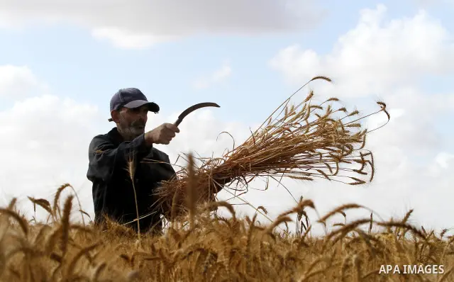 A Palestinian farmer harvests wheat by means of a small sickle outside the city of Khan Younis, Southern Gaza Strip, 21 May 2012. Khan Younis, a city bordering Israel, is one of the largest agricultural areas in the Gaza...