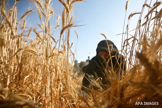 A Palestinian female farmer harvests wheat by means of a small sickle outside the city of Khan Younis, Southern Gaza Strip, 20 May 2012. Khan Younis, a city bordering Israel, is one of the largest agricultural areas in t...