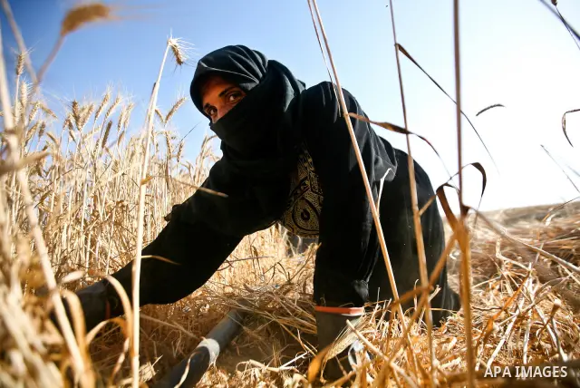 A Palestinian female farmer harvests wheat by means of a small sickle outside the city of Khan Younis, Southern Gaza Strip, 20 May 2012. Khan Younis, a city bordering Israel, is one of the largest agricultural areas in t...