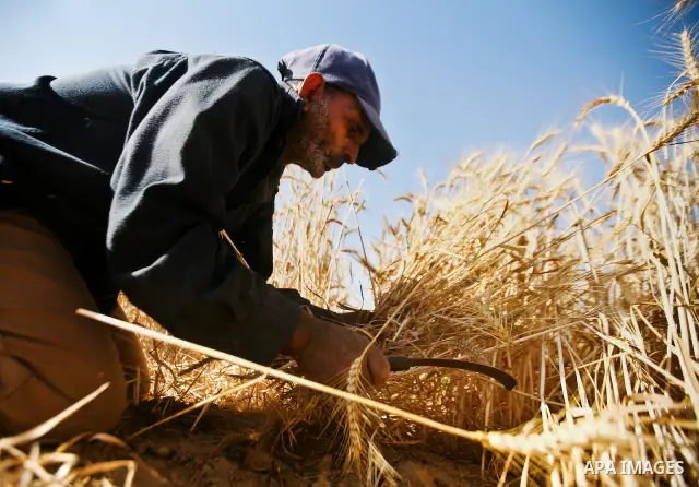 A Palestinian farmer harvests wheat by means of a small sickle outside the city of Khan Younis, Southern Gaza Strip, 21 May 2012. Khan Younis, a city bordering Israel, is one of the largest agricultural areas in the Gaza...