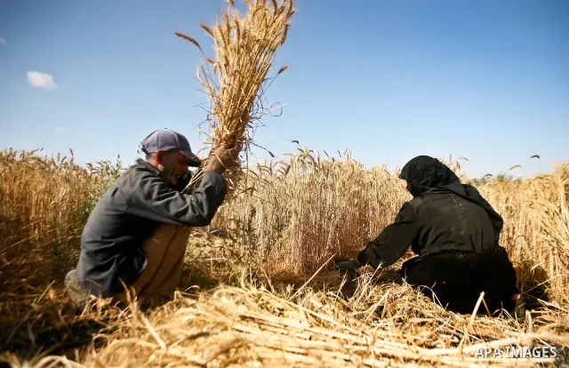 Palestinians farmer harvest wheat by means of a small sickle outside the city of Khan Younis, Southern Gaza Strip, 21 May 2012. Khan Younis, a city bordering Israel, is one of the largest agricultural areas in the Gaza S...
