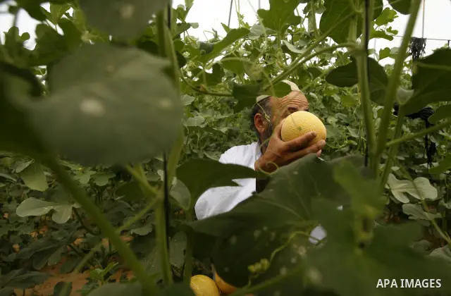 Palestinian farmers collect a melons crop from their fields in the city of Rafah, Southern Gaza Strip, 21 May 2012. Rafah, a city bordering Israel, is one of the largest agricultural areas in the Gaza Strip. Photo by Eya...