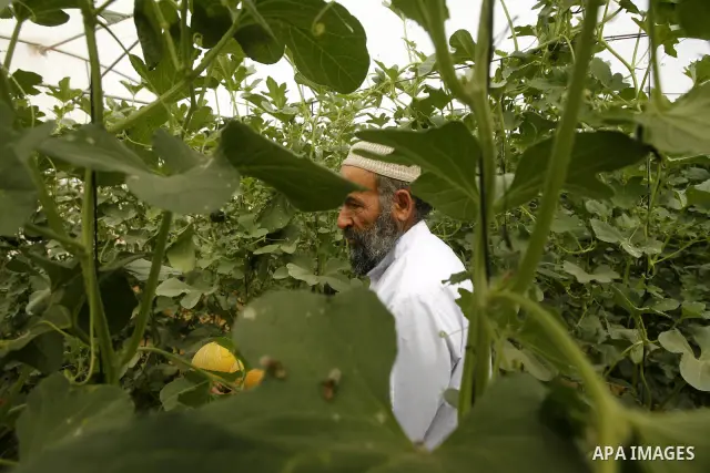 Palestinian farmers collect a melons crop from their fields in the city of Rafah, Southern Gaza Strip, 21 May 2012. Rafah, a city bordering Israel, is one of the largest agricultural areas in the Gaza Strip. Photo by Eya...