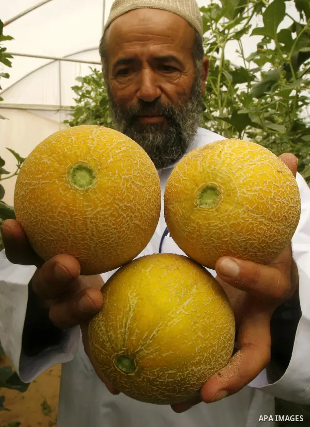 Palestinian farmers collect a melons crop from their fields in the city of Rafah, Southern Gaza Strip, 21 May 2012. Rafah, a city bordering Israel, is one of the largest agricultural areas in the Gaza Strip. Photo by Eya...